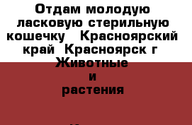 Отдам молодую ласковую стерильную кошечку - Красноярский край, Красноярск г. Животные и растения » Кошки   . Красноярский край,Красноярск г.